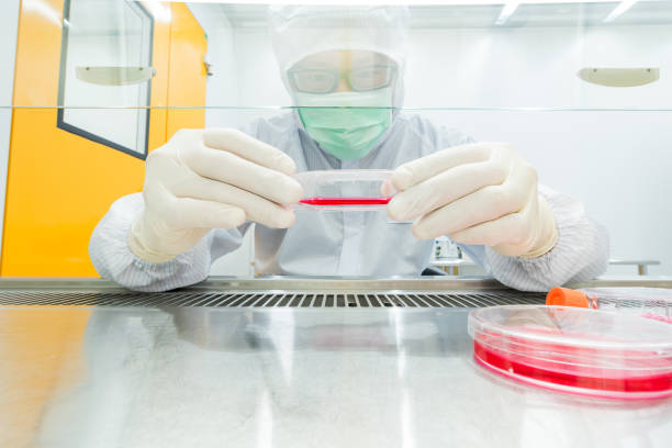 A scientist culturing cells and pipetting growth medium into petri dish and flasks for cell culture assay in Biological Safety Cabinet (BSC). stock photo