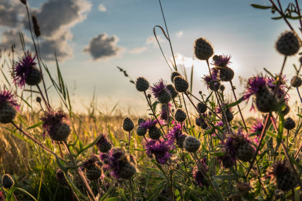 istock purple plumeless thistle growing in the field 1178796479