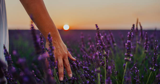 istock Hand touching lavender, Valensole, Provence, France 1178797224