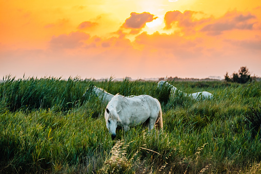 Three white wild horses grazing at sunset, Valensole, Provence, France
