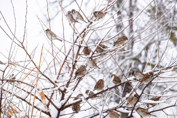 Sparrow on branches of bushes. Winter weekdays for sparrows. Common sparrow on the branches of currants.
