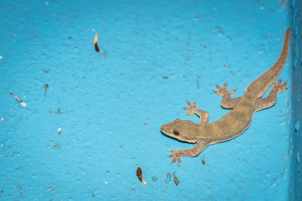 istock Gecko lizard animal on blue cement wall 1178797683