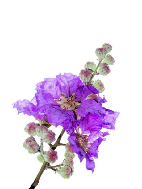 istock Close up of Queen's Flower 1178797696