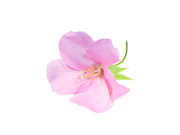 istock Close up Pink Dombeya flower 1178797741