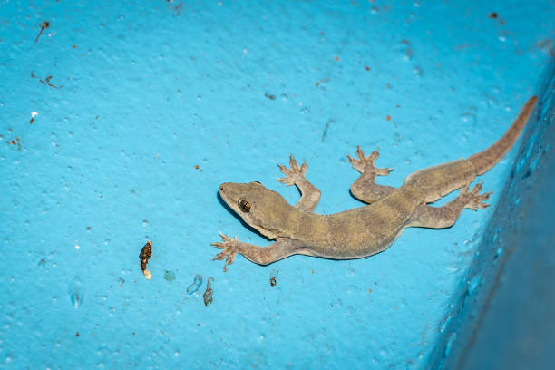 istock Gecko lizard animal on blue cement wall 1178797771