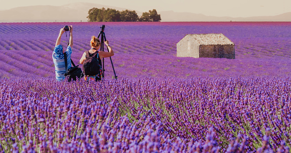 Rear view shot of two male and female photographers with their equipment including a camera and a tripod standing in a vast purple lavender field and taking pictures of the scenery, Valensole, Provence, France