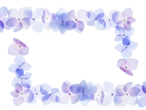 istock Close up Hydrengea flower 1178797838