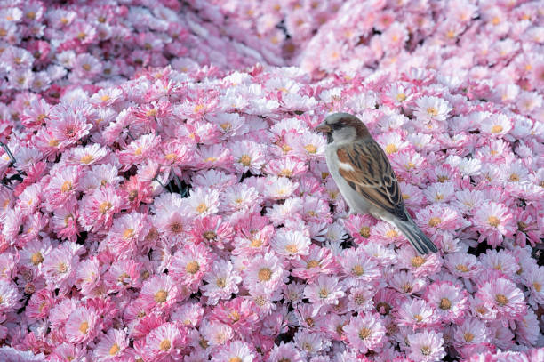 istock Sparrow on the pink chrysanthemum carpet floral background. 1178797840