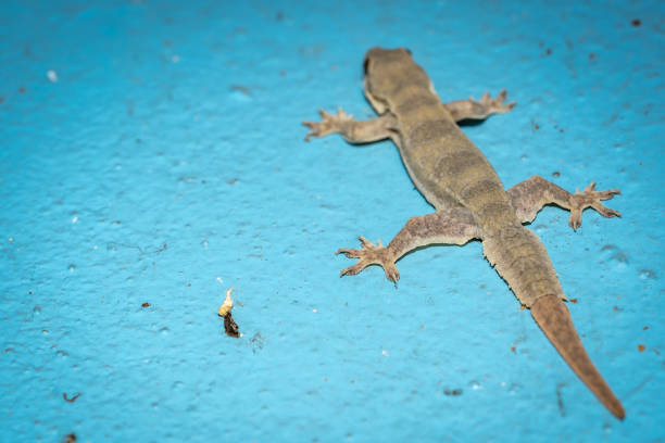 istock Gecko lizard animal on blue cement wall 1178797984