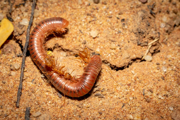 istock Ants biting millipede and carry on dry leaf on ground 1178797996