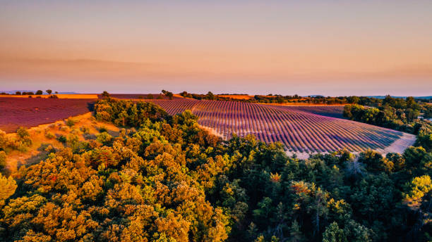 ラベンダー畑の空中写真, バレンソール, プロヴァンス, フランス - agriculture beauty in nature flower clear sky ストックフォトと画像