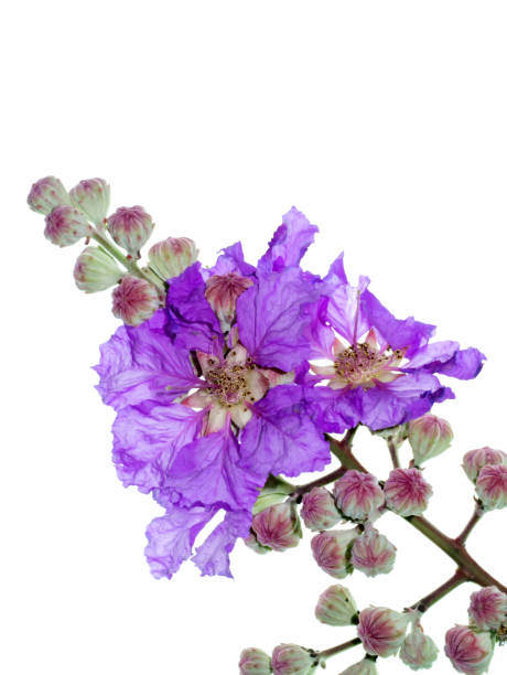istock Close up of Queen's Flower 1178798187
