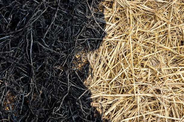 Burning rice straw in the growing season.