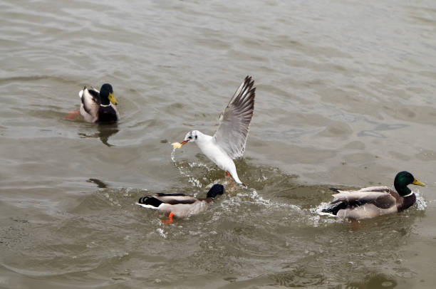 istock Flying seagulls over the sea, seagulls fighting for fish 1178799686