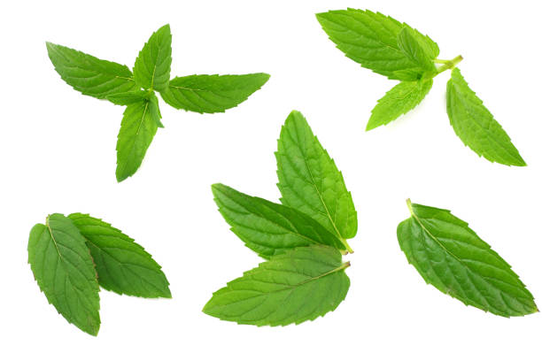 istock Fresh mint leaves isolated on white background 1178802051
