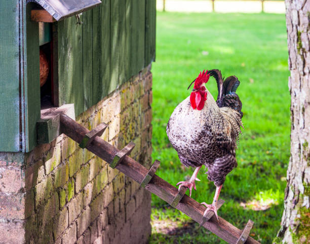 Cockerel on a henhouse ladder A free-range cockerel standing on the ladder leading up to the chicken coop. rhode island red chicken stock pictures, royalty-free photos & images