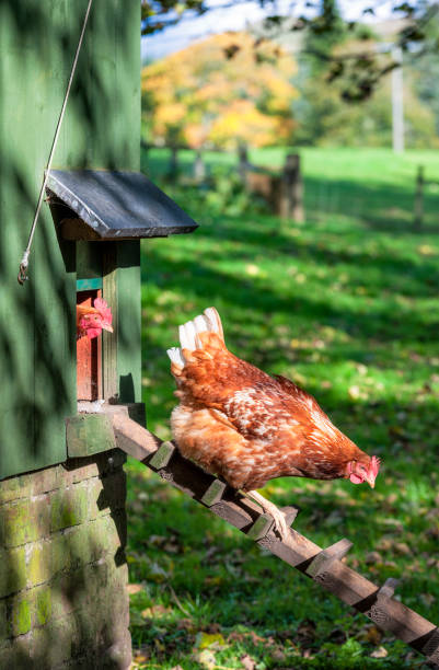 A hen carefully making her way down the ladder from the chicken coop in the morning to forage for food.