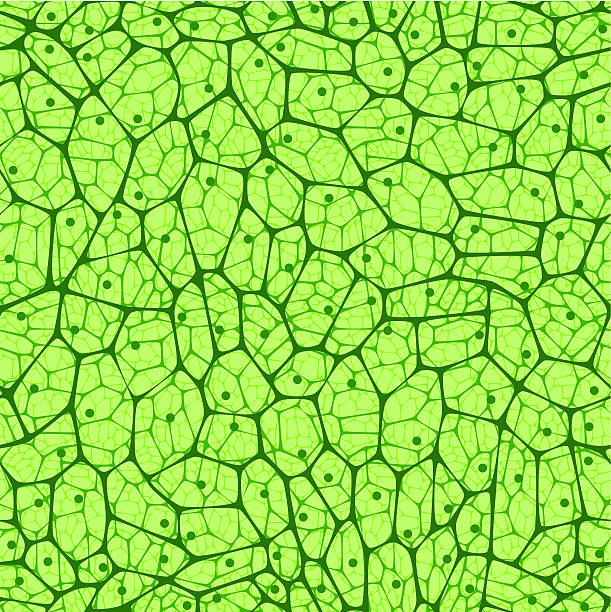 biologiczne komórek. bezszwowe wzór. - komórka roślinna stock illustrations