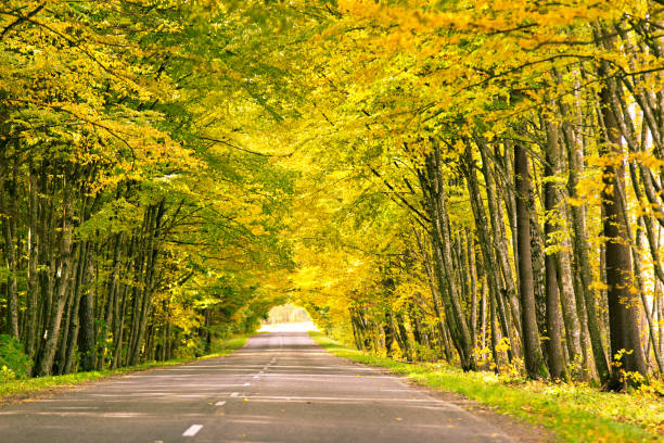 herbststraße im wald. allee im park - strammer max stock-fotos und bilder