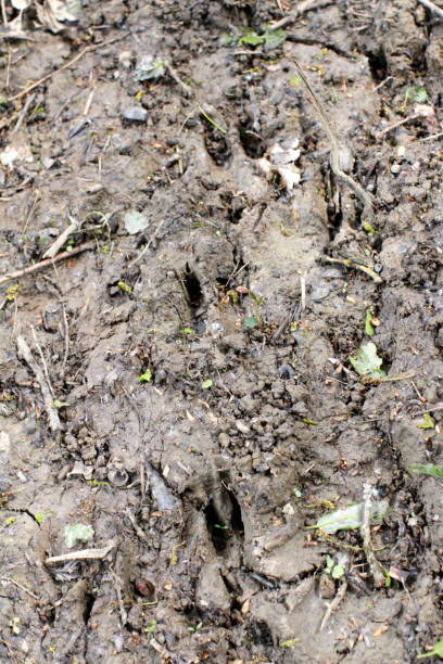 istock closeup, wild boar foot prints on mud in forest soil 1178802862