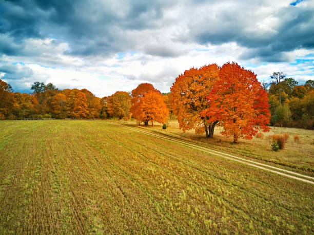 Blazing cherry tree