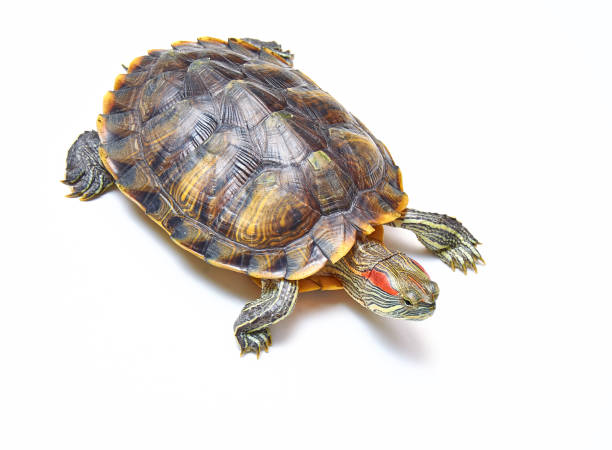 istock Red-eared turtle, Trachemys scripta on white isolated background. Yellow-bellied water turtle. Close up. 1178803023