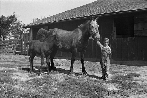 Farm boy with draft horse mare and foal in corral. 1935, Wellman, Iowa, USA. Scanned film with grain.
