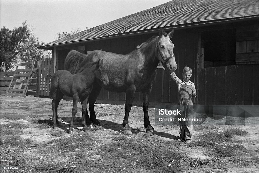 farm boy with mare and foal in barnyard 1935, retro Farm boy with draft horse mare and foal in corral. 1935, Wellman, Iowa, USA. Scanned film with grain. Farm Stock Photo