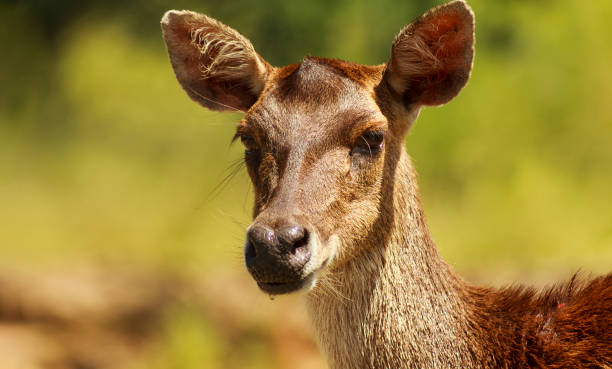 4,761 Sambar Deer Stock Photos, Pictures & Royalty-Free Images - iStock |  Red deer, Bearded pig, Wild boar
