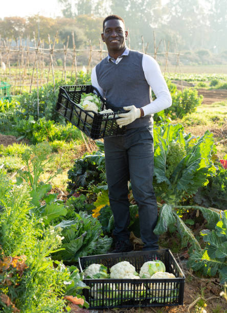 istock Man with crate of cauliflowers 1178806016