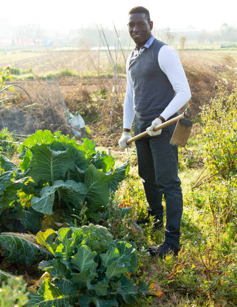 istock Man with hoe near cauliflowers 1178806017