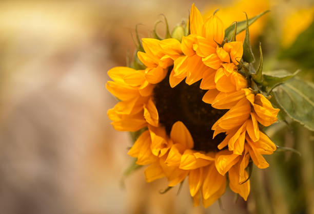 Sunflower flower on the field with copy space.