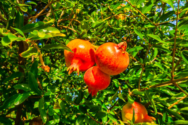 The pomegranate fruit is the fruit of the so-called pomegranate or Punica Granatum, this is a small deciduous tree, the pomegranate fruit is considered as one of the superfoods that nature gives us and that has a rich and long history, it is believed that Its origin is East, since it has been able to trace its existence thanks to historical documents dated in the year 4000 BC, the fruit grows from a red flower and can reach sizes between a grapefruit and a lemon, the inner membranes of the pomegranate are the that protect the hundreds of red and intense grains that the fruit pomegranate gives us, the pomegranate tree is grown both for gardens and ornamental parks and for crops, the pomegranate is very tolerant of droughts, but for its good production it is necessary that climatic changes between day and night are not too variable, that is why the highest concentration of pomegranate trees can be found in northern India, California and to the Mediterranean region.