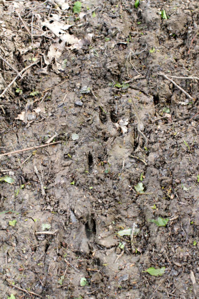 istock wild boar foot prints on mud in the woods soil 1178808322