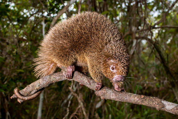 Bristle spined rat photographed in Guarapari, Espirito Santo. Bristle spined rat photographed in Guarapari, Espirito Santo. Southeast of Brazil. Atlantic Forest Biome. Picture made in 2007. spined stock pictures, royalty-free photos & images
