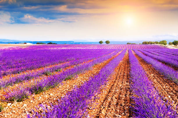 istock Blooming lavender fields at sunset in Provence, France. 1178808489