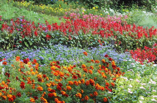 istock large flowerbeds in a park 1178808511