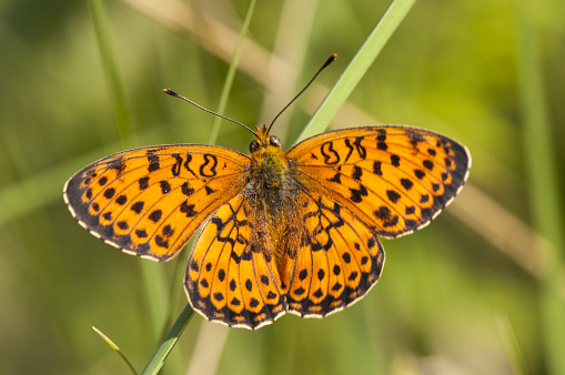 Brenthis hecate Twin-spot fritillary beautiful orange and black butterfly depending on the first rays of the morning sun natural light