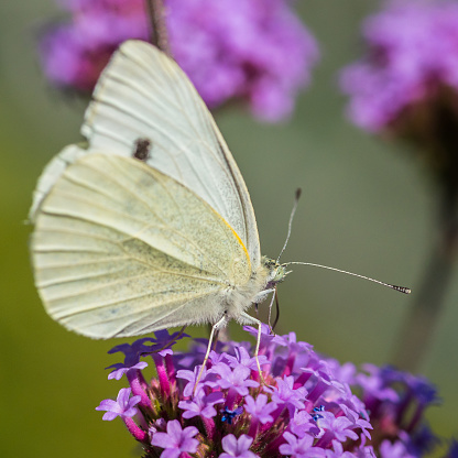 A macro shot of a small white butterfly collecting pollen from a verbena plant.