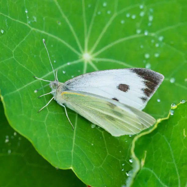 A macro shot of a large white butterfly sitting on a nasturtium leaf.