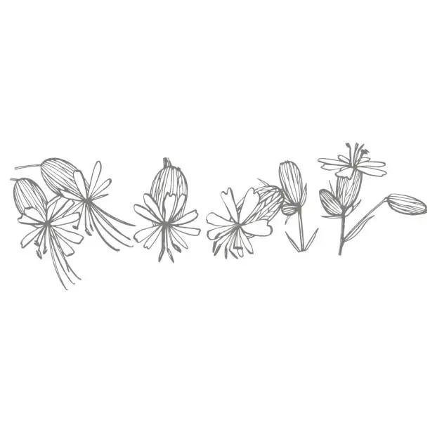 Vector illustration of Bladder campion flowers. Set of drawing cornflowers, floral elements, hand drawn botanical illustration. Good for cosmetics, medicine, treating, aromatherapy, nursing, package design, field bouquet. Hand drawn wild hay flowers