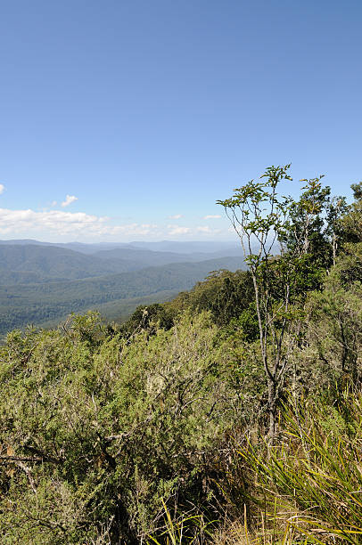 istock Barrington Tops looking South East 117881118