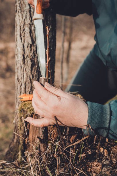 a woman makes a fruit tree in the garden and attaches a young twig - injecting tree close up old imagens e fotografias de stock