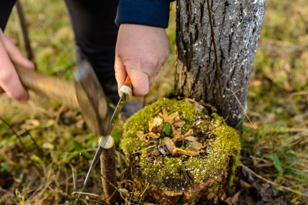 the woman makes a crack in the newly cut young tree for his vaccination with a knife and a hammer - injecting tree close up old imagens e fotografias de stock