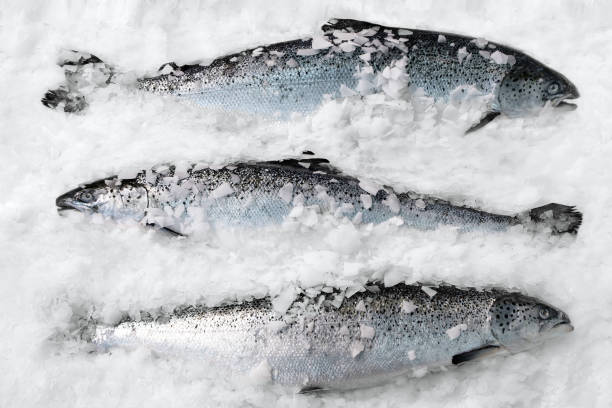 salmón noruego fresco sobre hielo en supermercado - salmón pescado fotografías e imágenes de stock