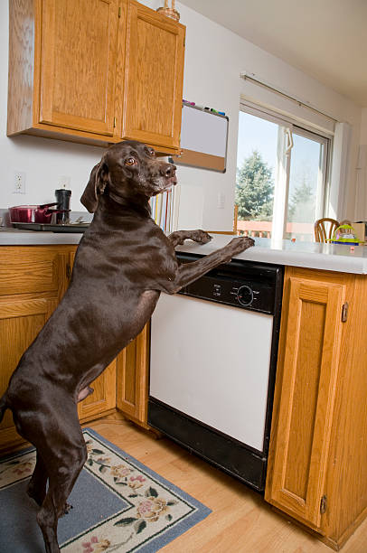 Bad Dog A naughty german short haired pointer standing with has paws on the kitchen counter. dog dishwasher stock pictures, royalty-free photos & images