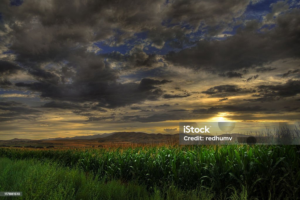 Cornfield puesta de - Foto de stock de Maíz - Zea libre de derechos