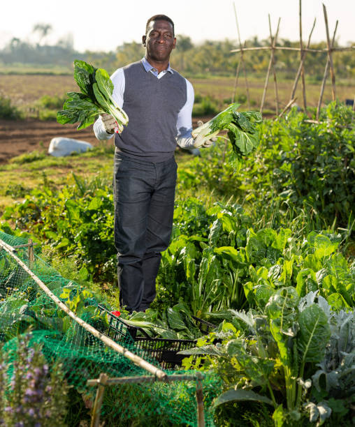 istock Man harvesting Swiss chard 1178815142