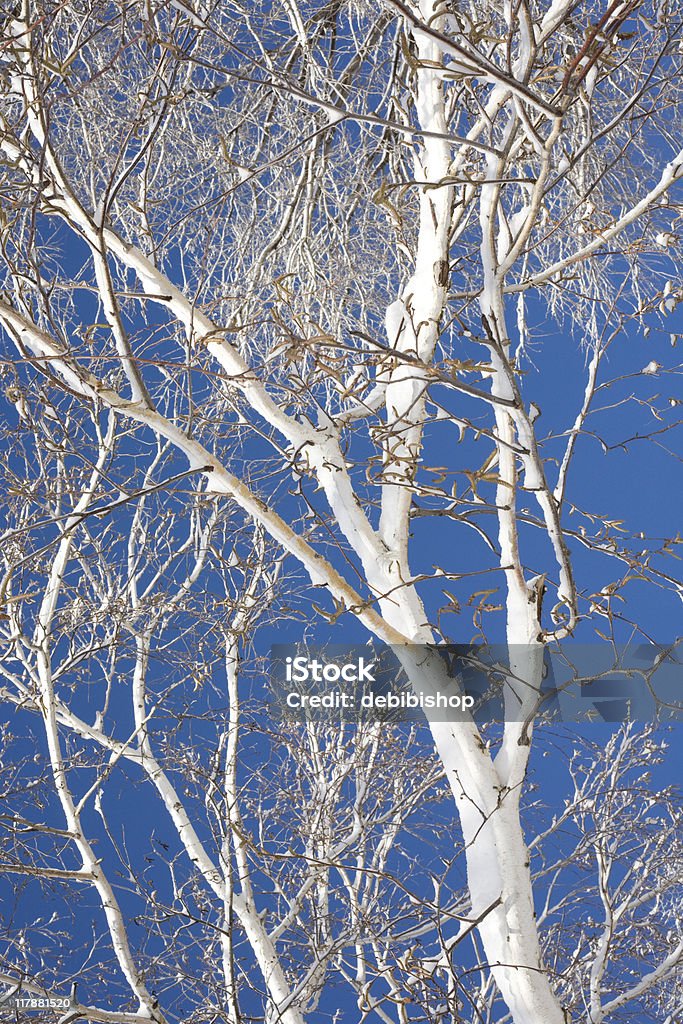 Blanco abedul contra el cielo azul - Foto de stock de Abedul libre de derechos