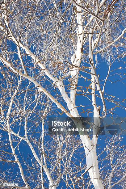 Blanco Abedul Contra El Cielo Azul Foto de stock y más banco de imágenes de Abedul - Abedul, Azul, Blanco - Color